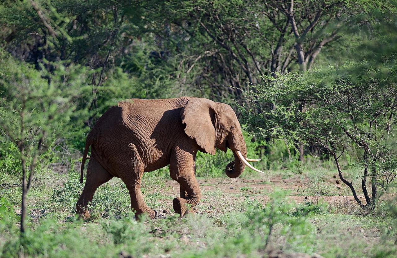 Severin Safari Camp Tsavo West National Park ภายนอก รูปภาพ